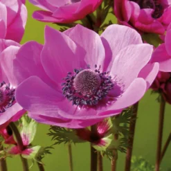 Anemone Coronaria Sylphide 5 Anemone Coronaria Sylphide -Garden Care Shop 14194649 8875015428776405