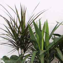 Foliage Mix 21cm 6 Foliage Mix 21cm -Garden Care Shop 14195502 2105014369835115