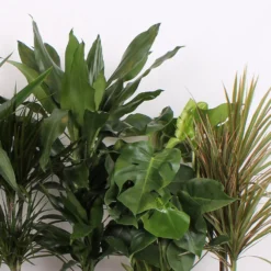 Foliage Mix 21cm 7 Foliage Mix 21cm -Garden Care Shop 14195502 2475014369885221
