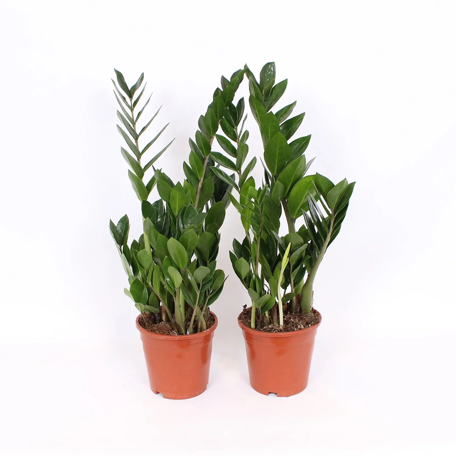 Zamioculcas 17cm 1 Zamioculcas 17cm