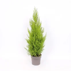 Cupressus Macr. Goldcrest Wilma Pyramid (Cupressus Macrocarpa Goldcrest) 21cm