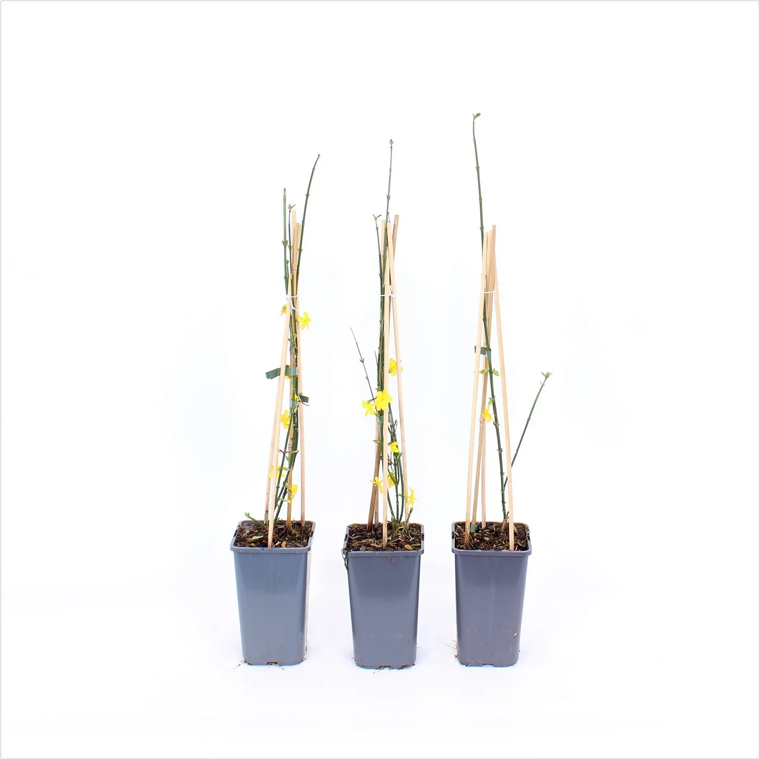 Jasminum Nudiflorum 14cm 1 Jasminum Nudiflorum 14cm