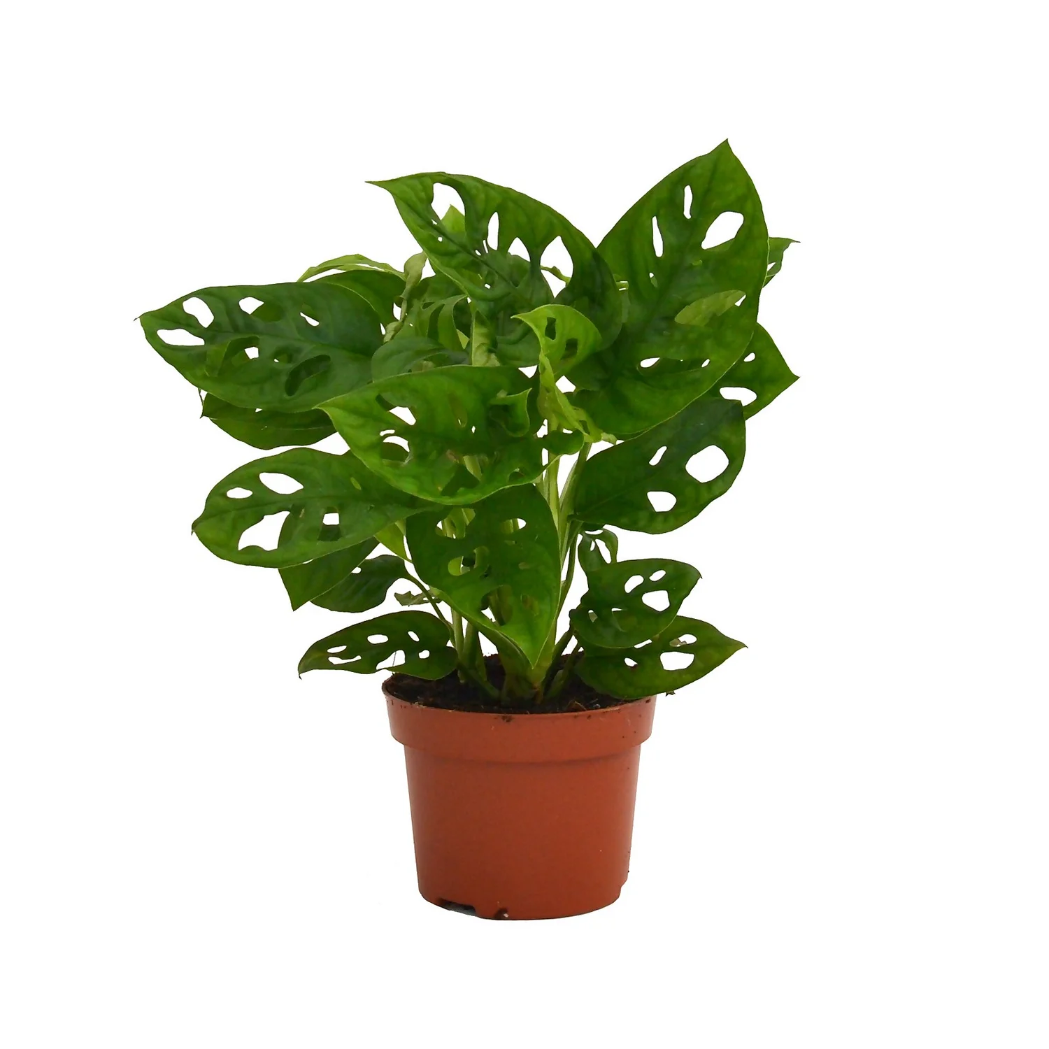None Monstera Monkey Leaf (Swiss Cheese Plant) In 12cm Pot 1 None Monstera Monkey Leaf (Swiss Cheese Plant) In 12cm Pot
