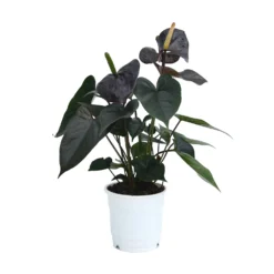 Anthurium - 12cm -Garden Care Shop 14219585 1775025775138809