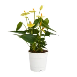 Anthurium - 12cm -Garden Care Shop 14219585 2775025775230567