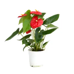 Anthurium - 12cm -Garden Care Shop 14219585 4995025775274904