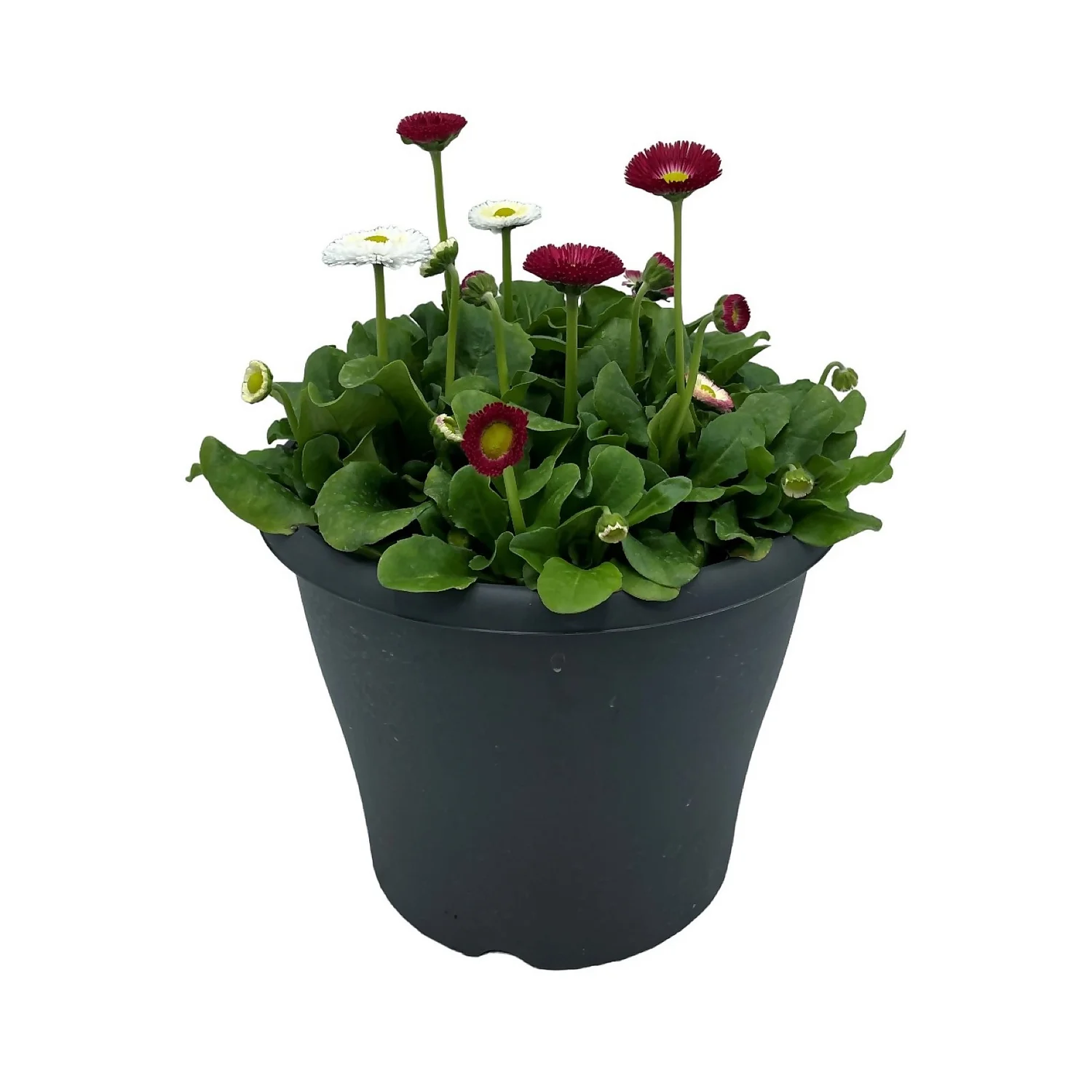 Ibiza Coloured Pot 21cm Bellis Spring 1 Ibiza Coloured Pot 21cm Bellis Spring