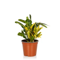 Croton Mix - 13cm -Garden Care Shop 14237628 2985054817687687