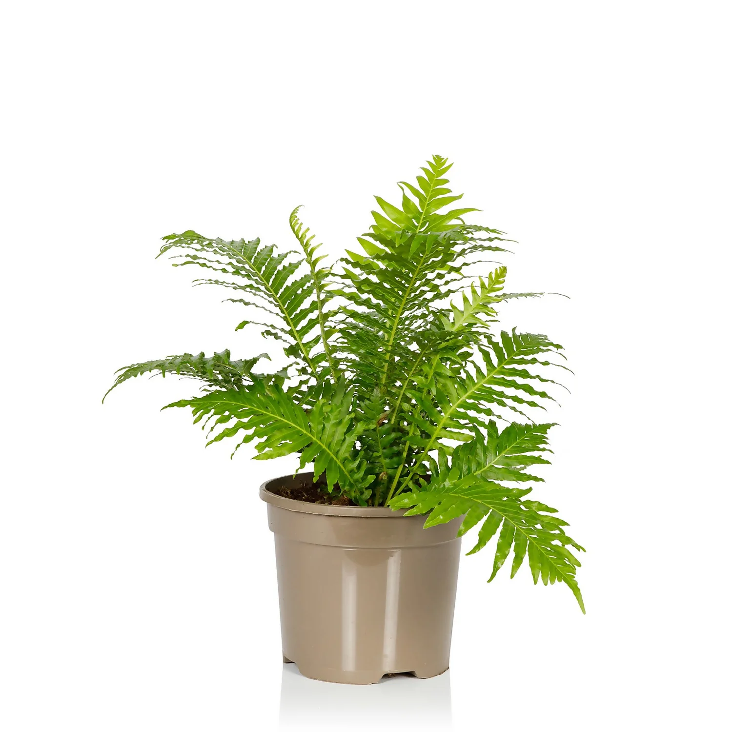Fern Mix - 17cm 2 Fern Mix - 17cm - Image 2