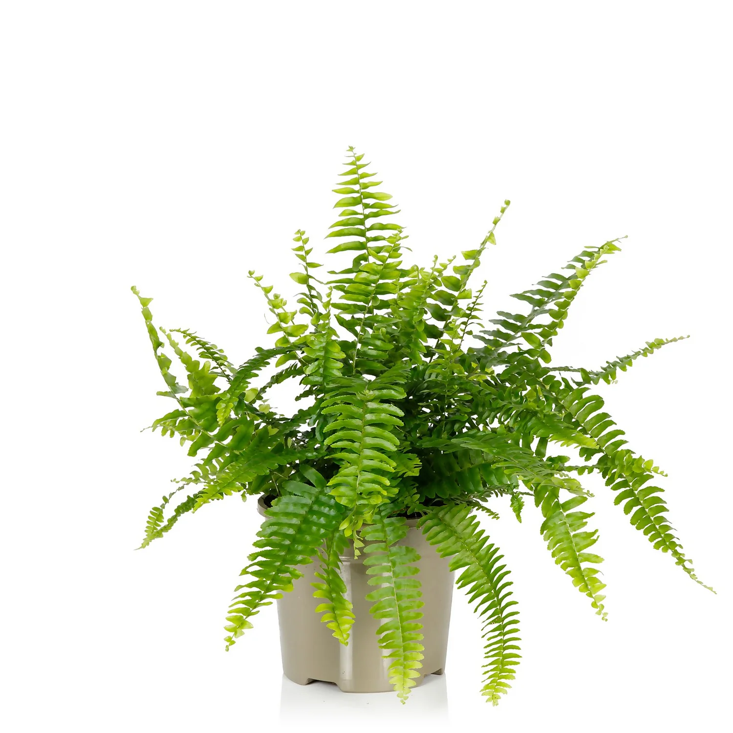 Fern Mix - 17cm 1 Fern Mix - 17cm