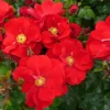 Rose Shrub Red Mix 4.5L