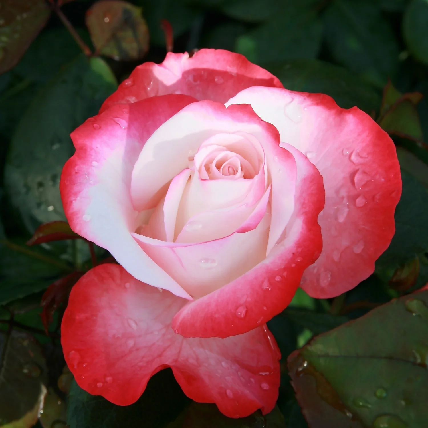 Rose Shrub Red Mix 4.5L 2 Rose Shrub Red Mix 4.5L - Image 2