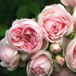 Rose Shrub Pink Mix 4.5L -Garden Care Shop 14238156 1085058463663980