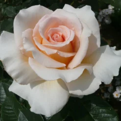 Rose Shrub Pink Mix 4.5L -Garden Care Shop 14238156 4315058463620135