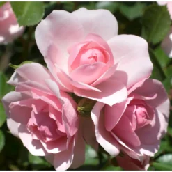 Rose Shrub Pink Mix 4.5L -Garden Care Shop 14238156 6715058463570713