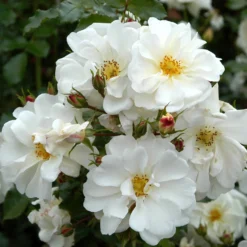 Rose Shrub White Mix 4.5L