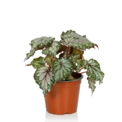 Begonia Beleaf - 13cm 8 Begonia Beleaf - 13cm -Garden Care Shop 14265616 1335054817394683