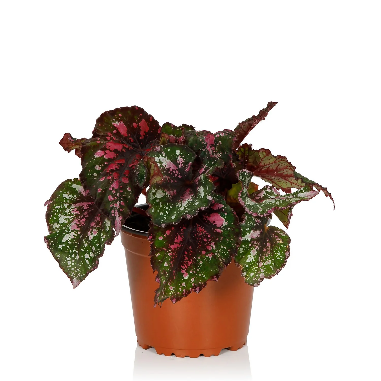 Begonia Beleaf - 13cm 2 Begonia Beleaf - 13cm - Image 2