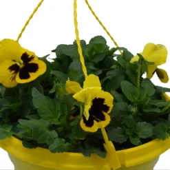 Spring Pansy/Viola Coloured Hang Pot 25cm -Garden Care Shop 14300056 1405032495612608