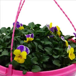 Spring Pansy/Viola Coloured Hang Pot 25cm -Garden Care Shop 14300056 1675032495322793