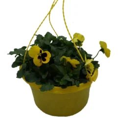 Spring Pansy/Viola Coloured Hang Pot 25cm -Garden Care Shop 14300056 1695032495693899