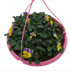 Spring Pansy/Viola Coloured Hang Pot 25cm -Garden Care Shop 14300056 1735032495654524