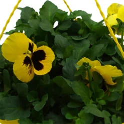 Spring Pansy/Viola Coloured Hang Pot 25cm -Garden Care Shop 14300056 5655032495534395