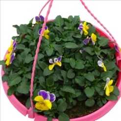 Spring Pansy/Viola Coloured Hang Pot 25cm -Garden Care Shop 14300056 7485032495569195