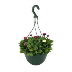Spring Bellis Coloured Hanging Pot - 25cm