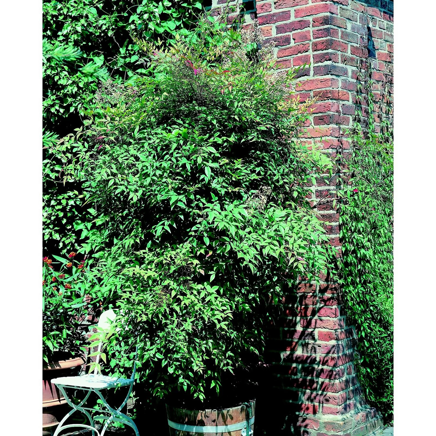 Nandina Domestica (Sacred Bamboo) 10L 1 Nandina Domestica (Sacred Bamboo) 10L