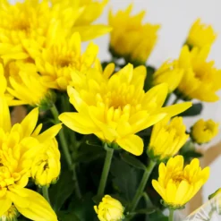 Gift Wrapped Chrysanthemum - 12cm -Garden Care Shop 14567809 7675056339508421