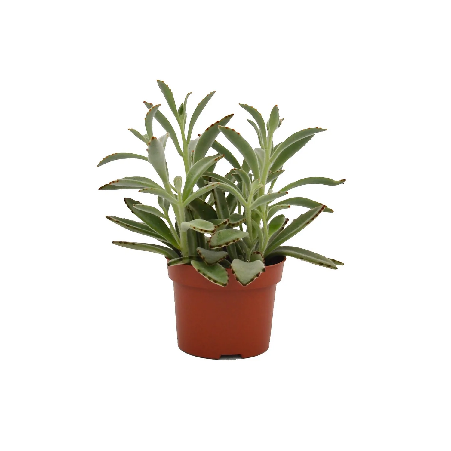 Kalanchoe Tomentosa (Panda Plant) In 12cm Pot 1 Kalanchoe Tomentosa (Panda Plant) In 12cm Pot