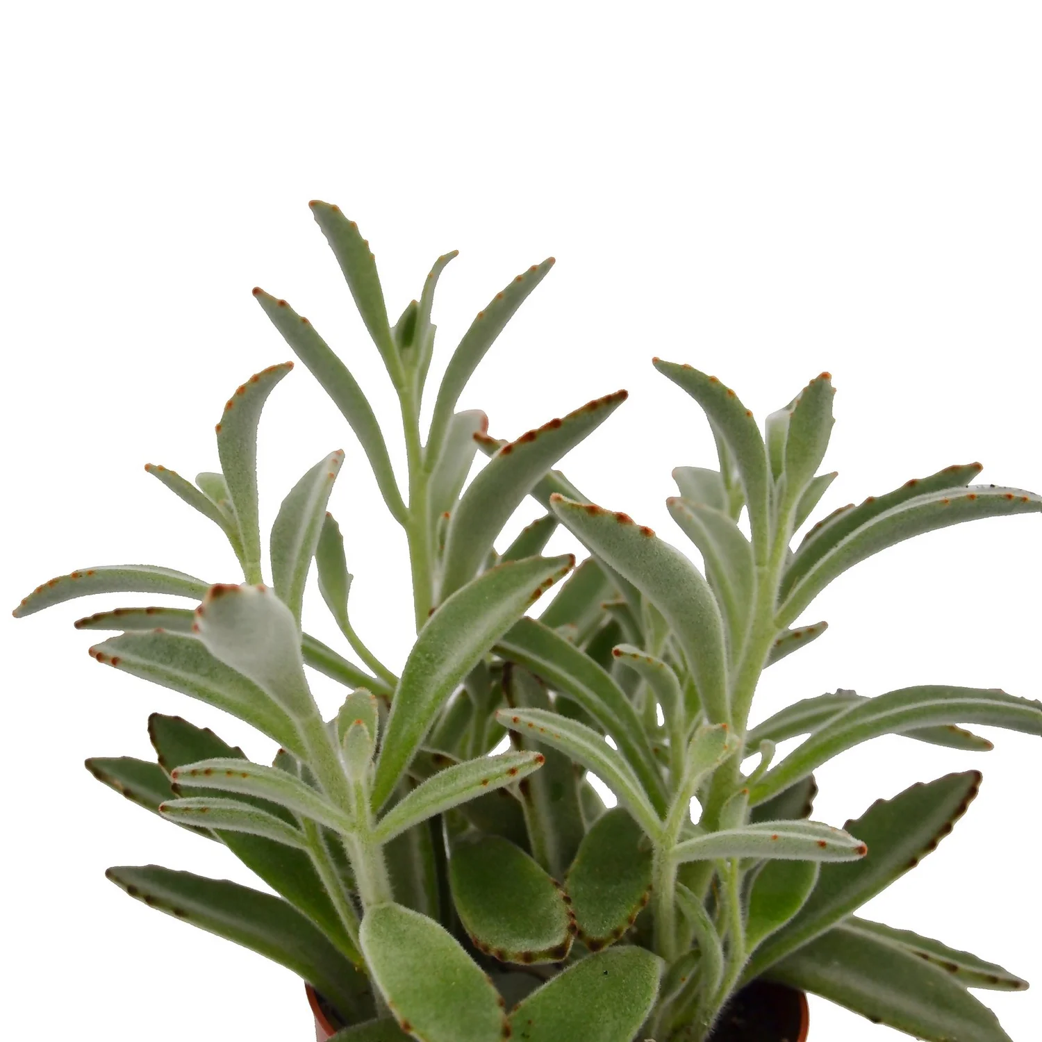 Kalanchoe Tomentosa (Panda Plant) In 12cm Pot 2 Kalanchoe Tomentosa (Panda Plant) In 12cm Pot - Image 2