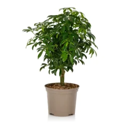 Schefflera - 17cm -Garden Care Shop 14616660 1105054817798813