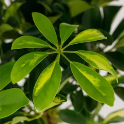 Schefflera - 17cm -Garden Care Shop 14616660 1545054817728967