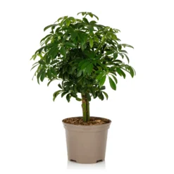 Schefflera - 17cm -Garden Care Shop 14616660 1955054817829491
