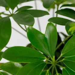 Schefflera - 17cm -Garden Care Shop 14616660 4995054817764004