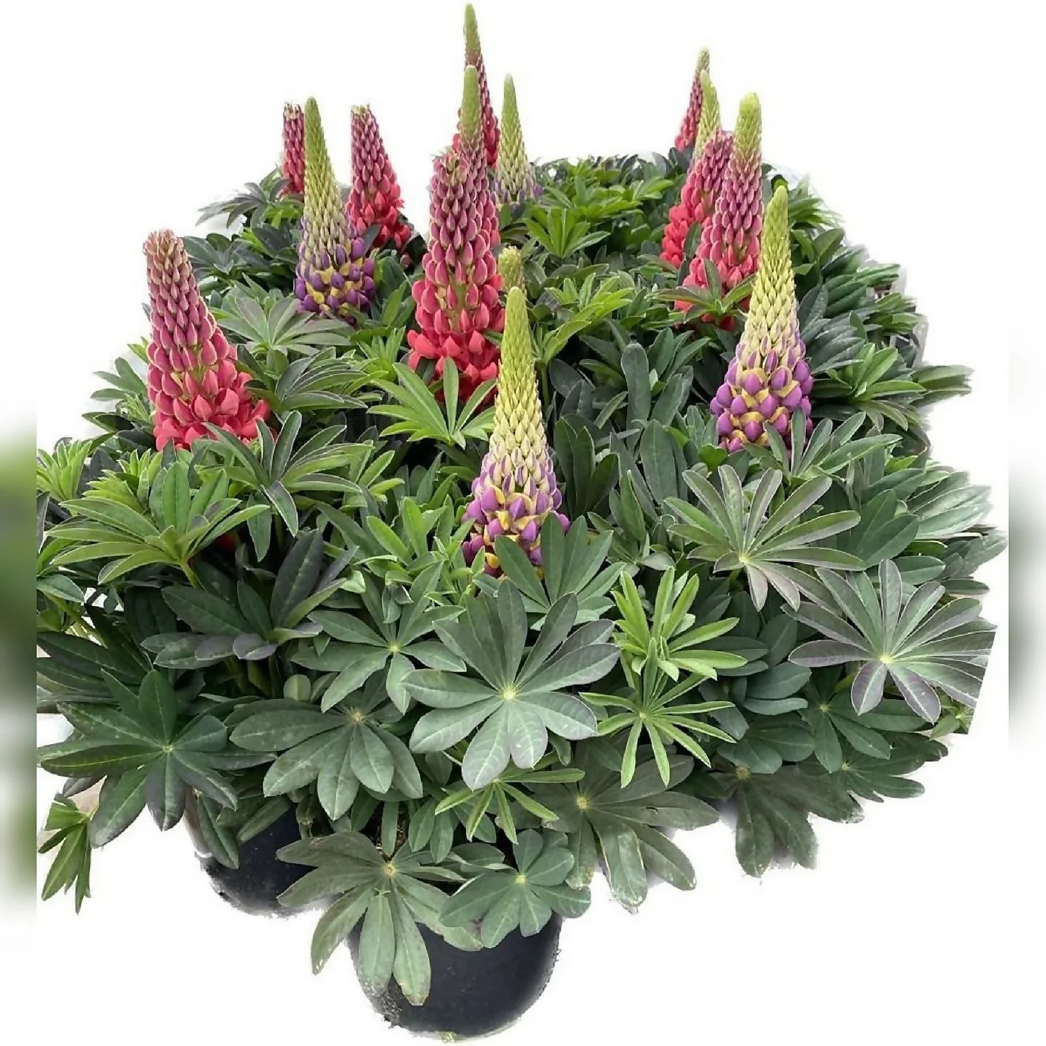 West Country Lupins Mix 23cm 1 West Country Lupins Mix 23cm