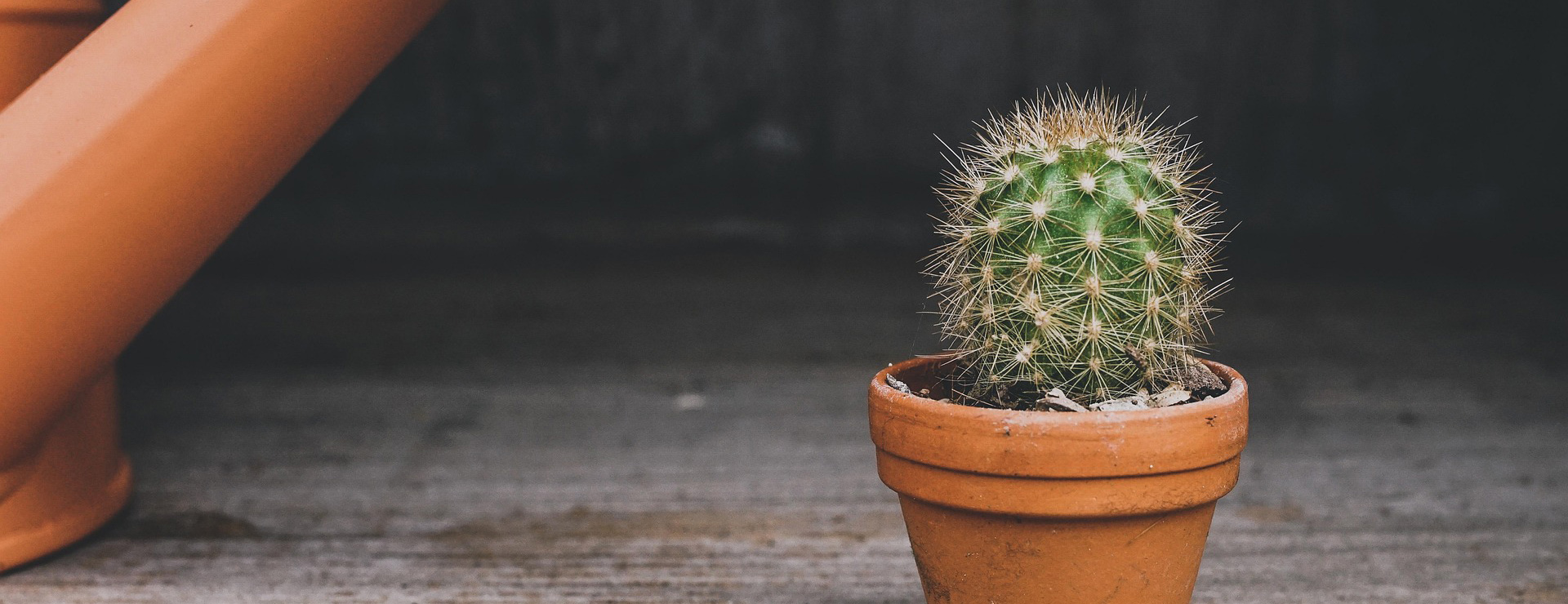 Garden Care Shop 4 Garden Care Shop -Garden Care Shop cactus 4161380 1920