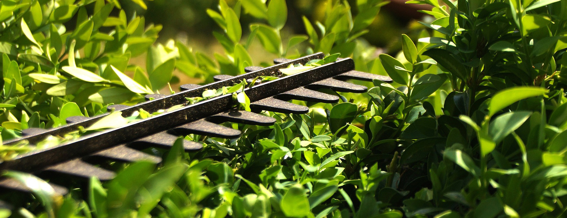 Garden Care Shop 2 Garden Care Shop -Garden Care Shop hedge 3393849 1920